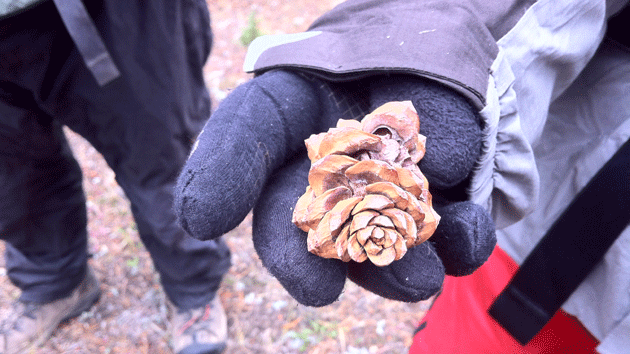 Conos de pino de corteza blanca