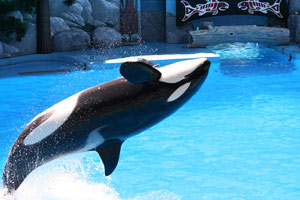 Ask Shamu: The U.S. Tortures Both Human and Animal Prisoners – Mother Jones