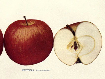 Print of Apples, Cortland (1930) Poster on Vintage Visualizations